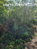 Prodaje se plac u Banji pov.11ari,cena 10.000,00EUR-a.